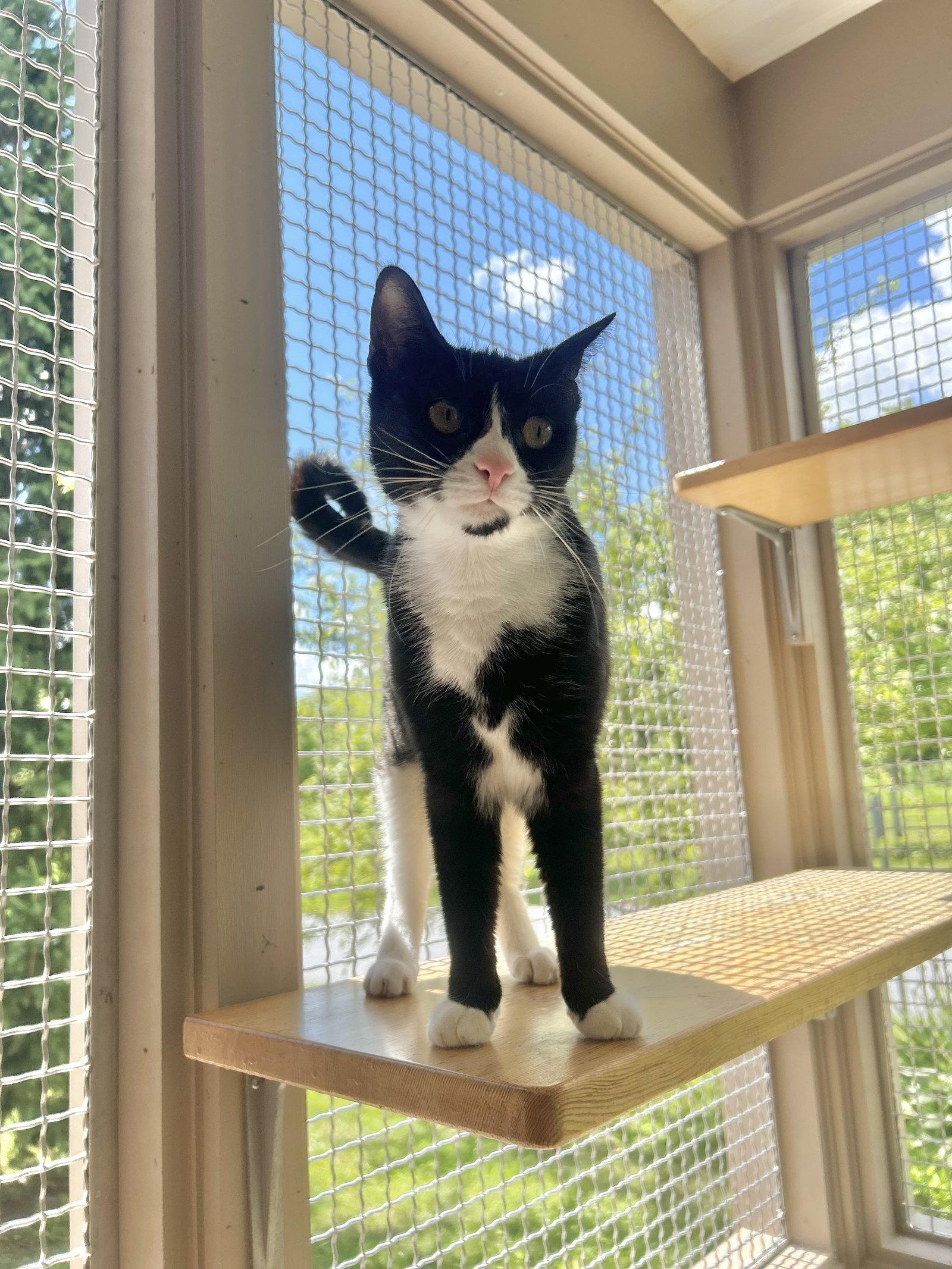 Grace, Adoptable, Adult Female Domestic Short Hair.