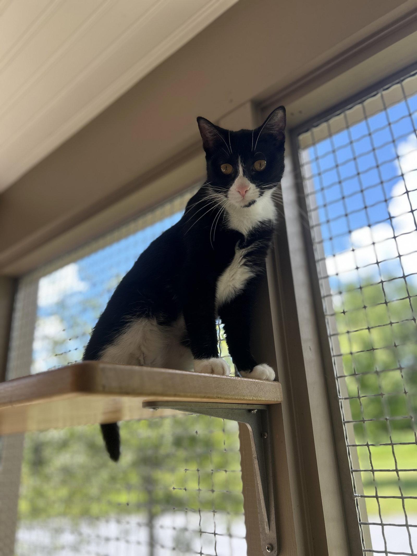 Enlarge Grace, a Adoptable Domestic Short Hair in Arlington, VT image 2/3