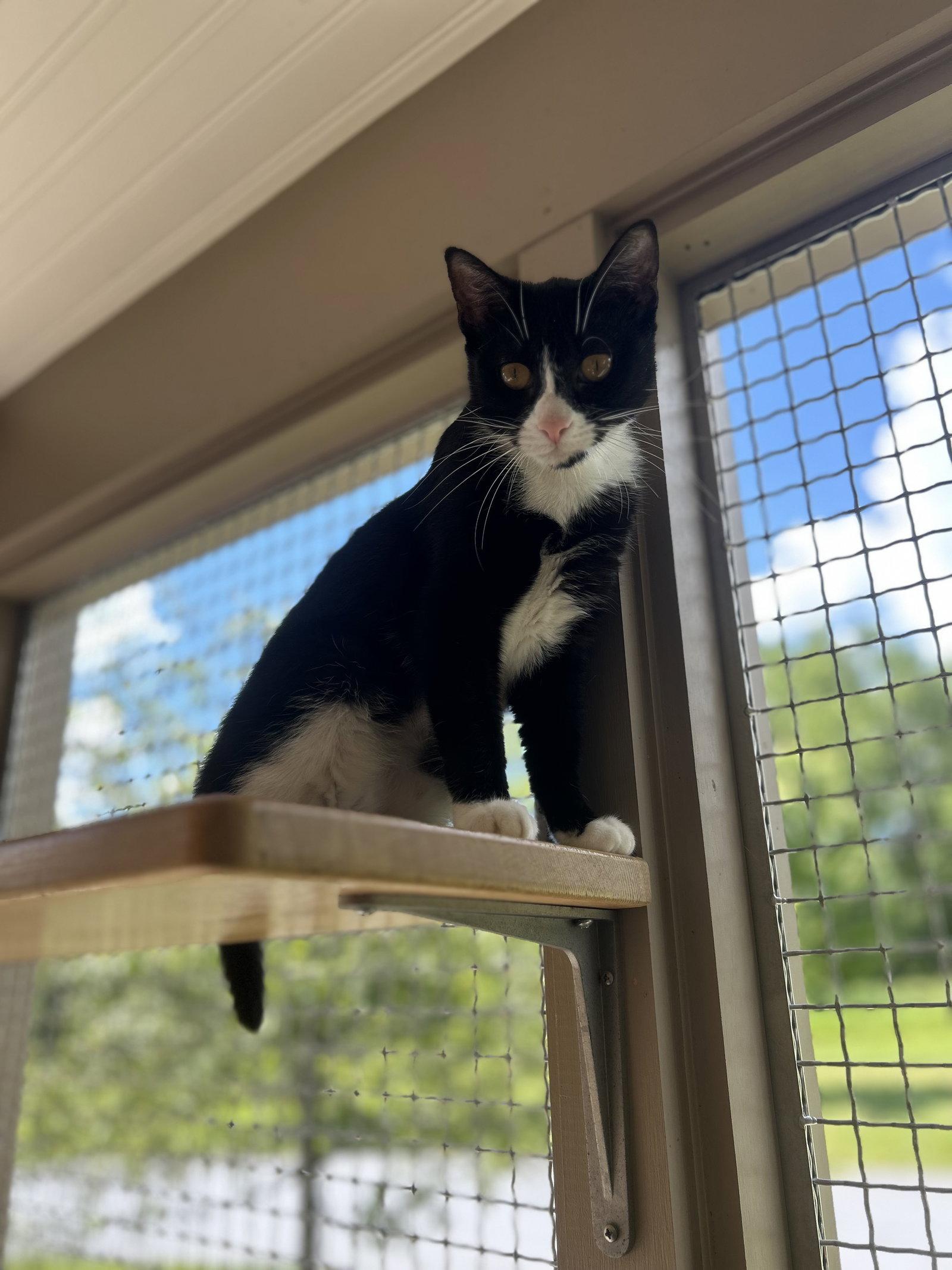 Enlarge Grace, a Adoptable Domestic Short Hair in Arlington, VT image 3/3