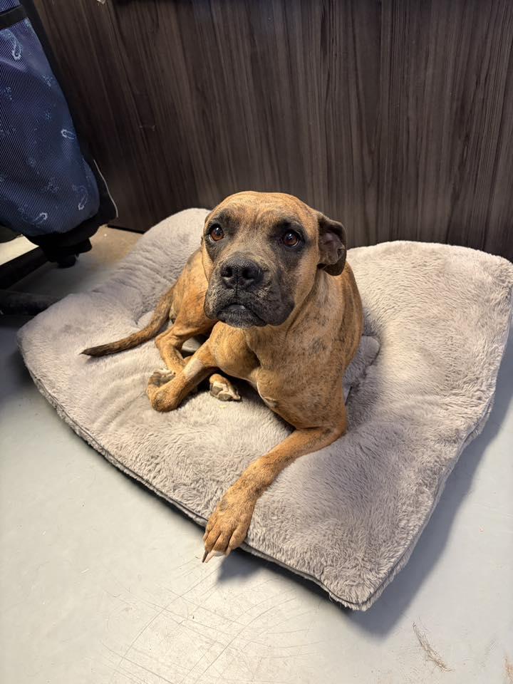 Enlarge Monica, a ADOPTABLE Boxer in Stillwater, OK image 2/2