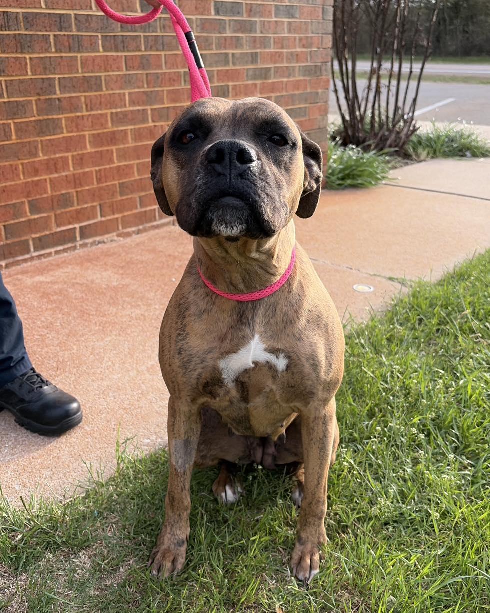 Enlarge Monica, a ADOPTABLE Boxer in Stillwater, OK image 1/2