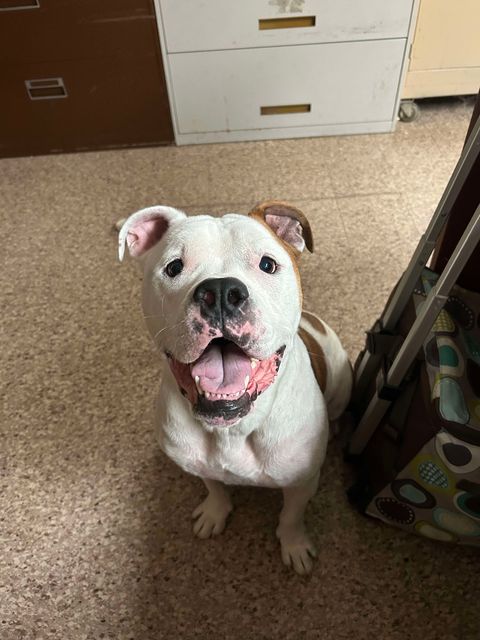 Clayton, a Adoptable mixed breed in Oregon, OH image 1/3