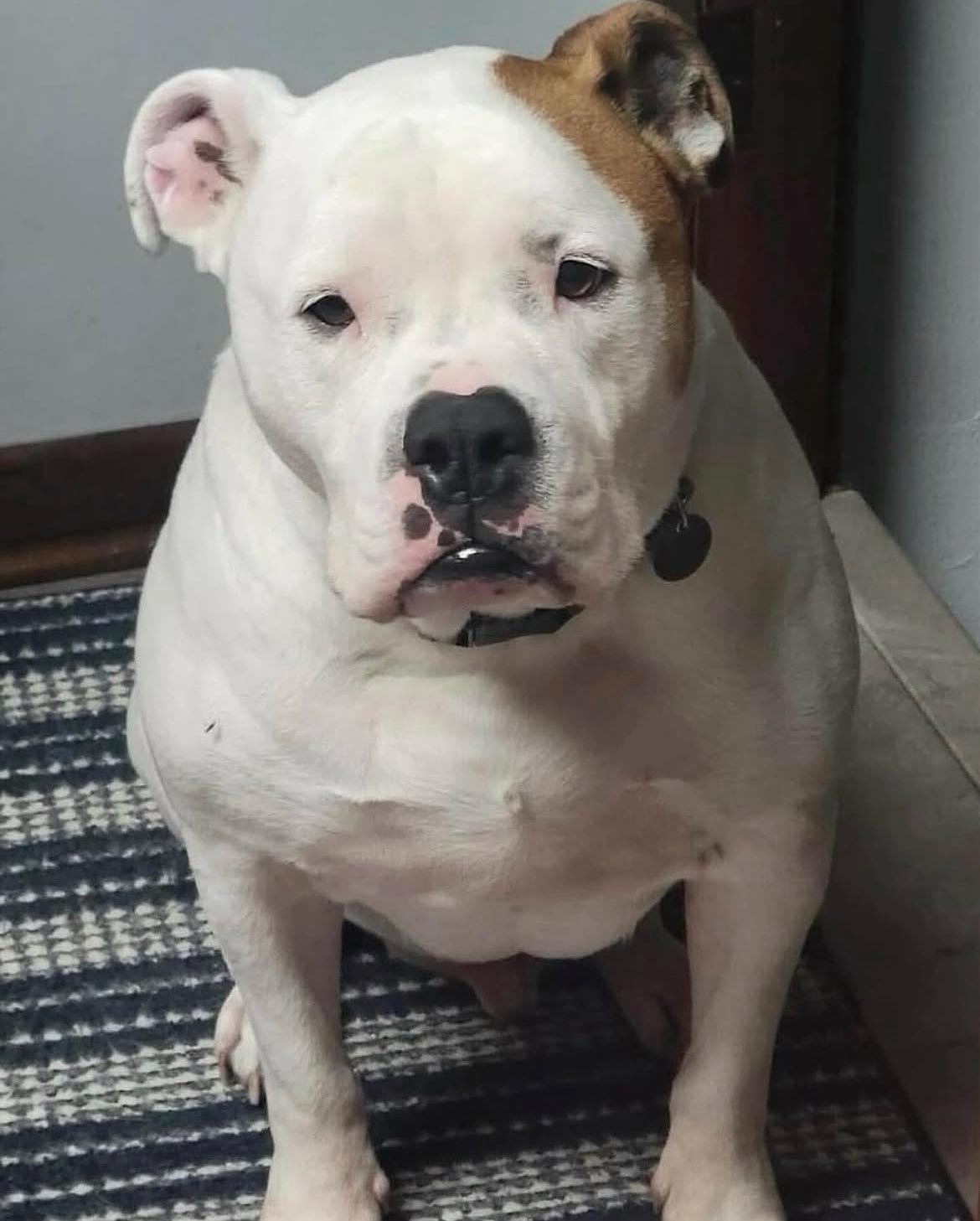 Enlarge Clayton, a Adoptable mixed breed in Oregon, OH image 1/1