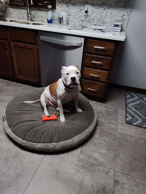 Clayton, a Adoptable mixed breed in Oregon, OH image 2/3