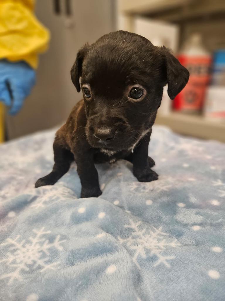 Sandal, Adoptable, Puppy Male Pit Bull Terrier & Shepherd.