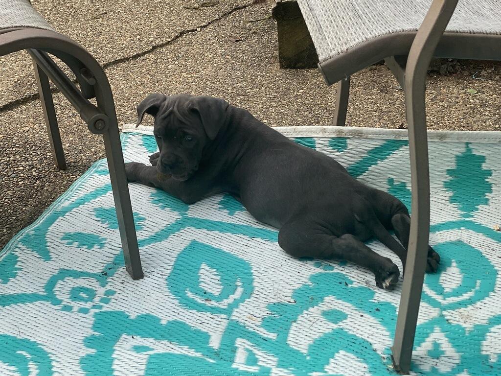 Pet Image
