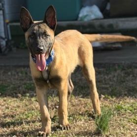 Ares, Adoptable, Puppy Male Belgian Shepherd / Malinois.