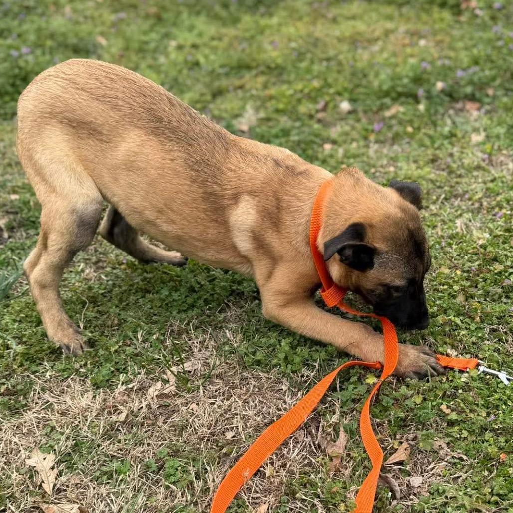 Enlarge Ares, a Adoptable Belgian Shepherd / Malinois in Tulsa, OK image 2/4