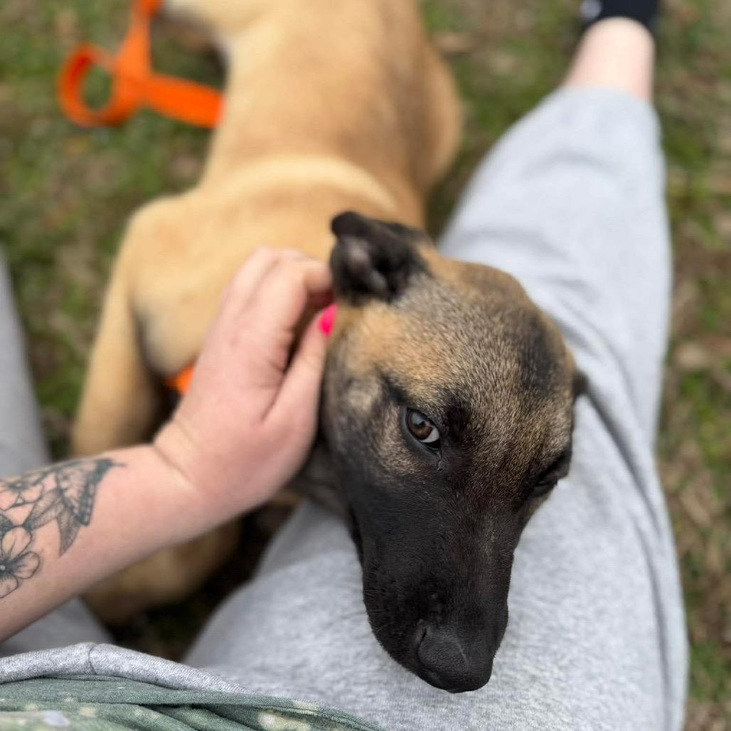 Enlarge Ares, a Adoptable Belgian Shepherd / Malinois in Tulsa, OK image 3/4