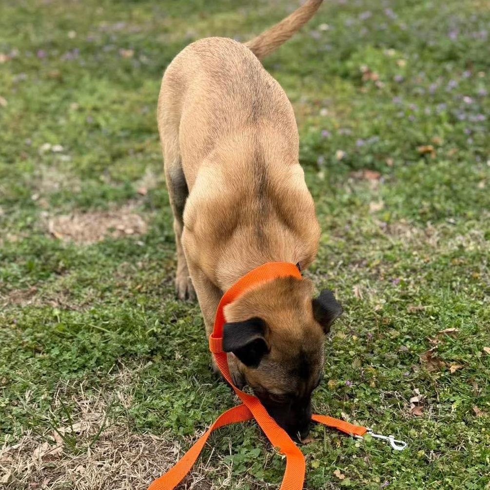 Enlarge Ares, a Adoptable Belgian Shepherd / Malinois in Tulsa, OK image 4/4