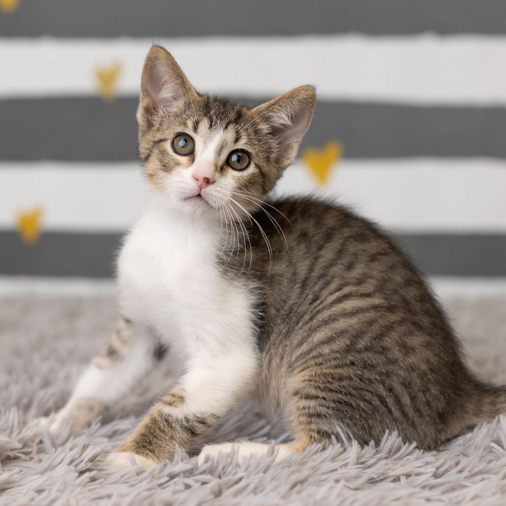 Melody Cool, Adoptable, Kitten Female Domestic Short Hair.