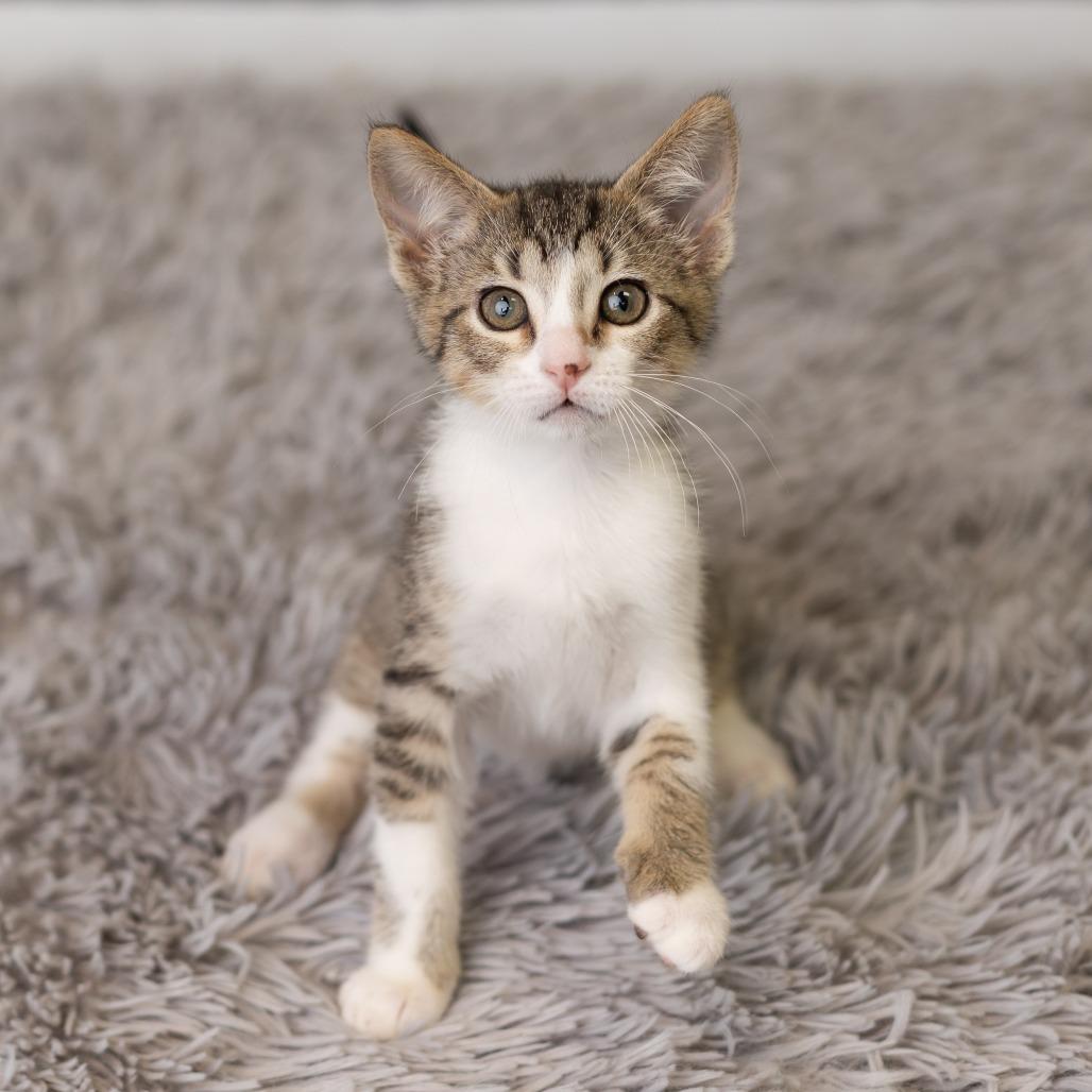 Enlarge Melody Cool, a Adoptable Domestic Short Hair in St. Paul, MN image 2/6