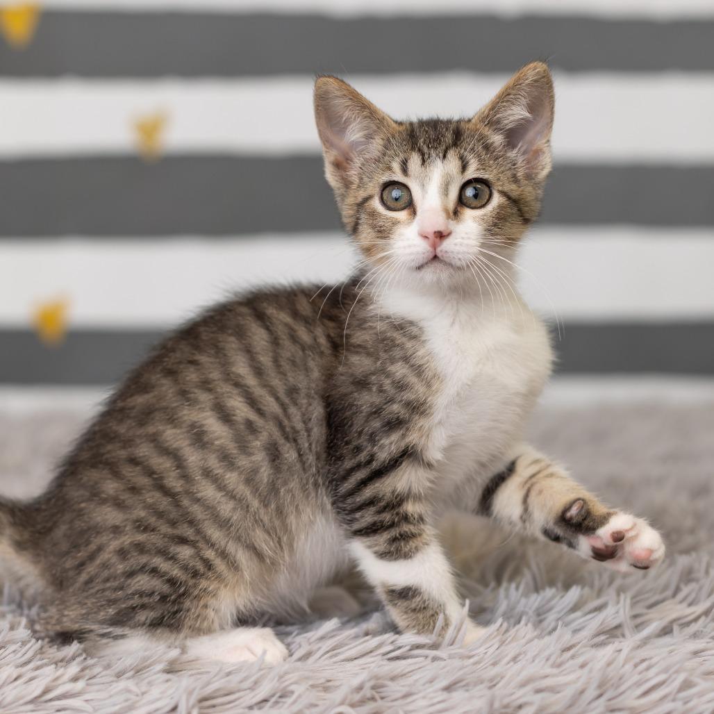 Enlarge Melody Cool, a Adoptable Domestic Short Hair in St. Paul, MN image 3/6