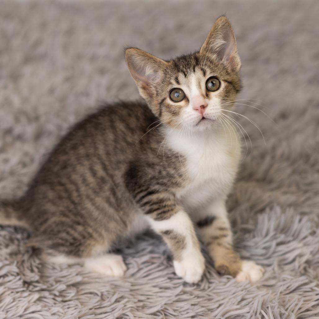 Enlarge Melody Cool, a Adoptable Domestic Short Hair in St. Paul, MN image 4/6