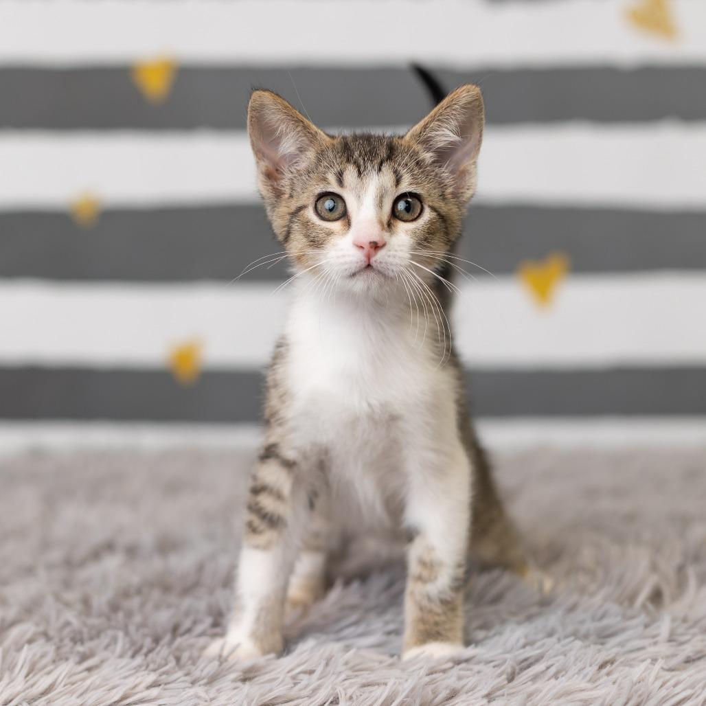 Enlarge Melody Cool, a Adoptable Domestic Short Hair in St. Paul, MN image 5/6