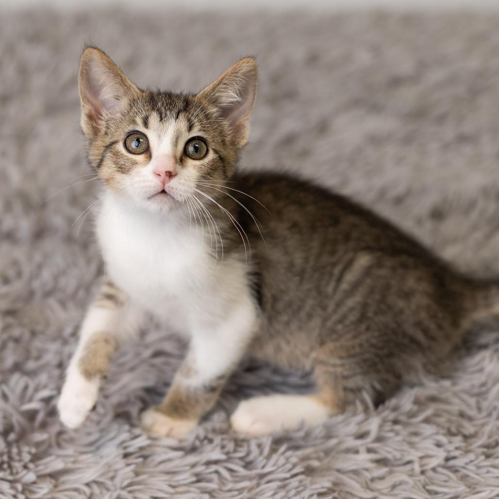 Enlarge Melody Cool, a Adoptable Domestic Short Hair in St. Paul, MN image 6/6