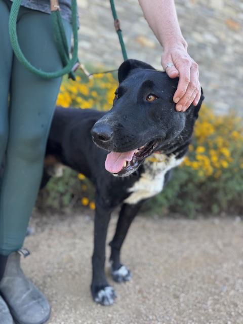 Mulligan (Courtesy Post), ADOPTABLE, Young Male Black Labrador Retriever & Hound.
