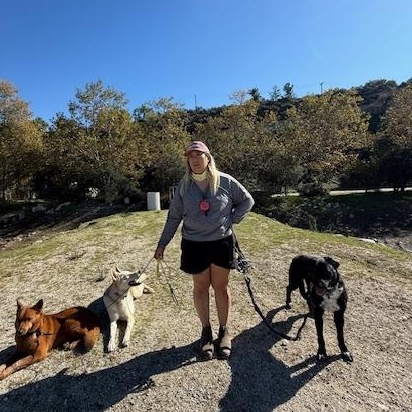 Enlarge Mulligan (Courtesy Post), a ADOPTABLE mixed breed in Los Angeles, CA image 4/6