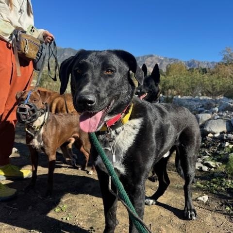 Enlarge Mulligan (Courtesy Post), a ADOPTABLE mixed breed in Los Angeles, CA image 5/6