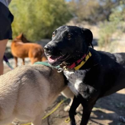 Enlarge Mulligan (Courtesy Post), a ADOPTABLE mixed breed in Los Angeles, CA image 3/6