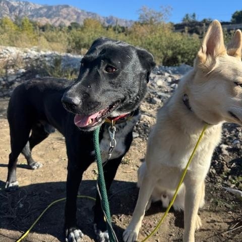 Enlarge Mulligan (Courtesy Post), a ADOPTABLE mixed breed in Los Angeles, CA image 2/6