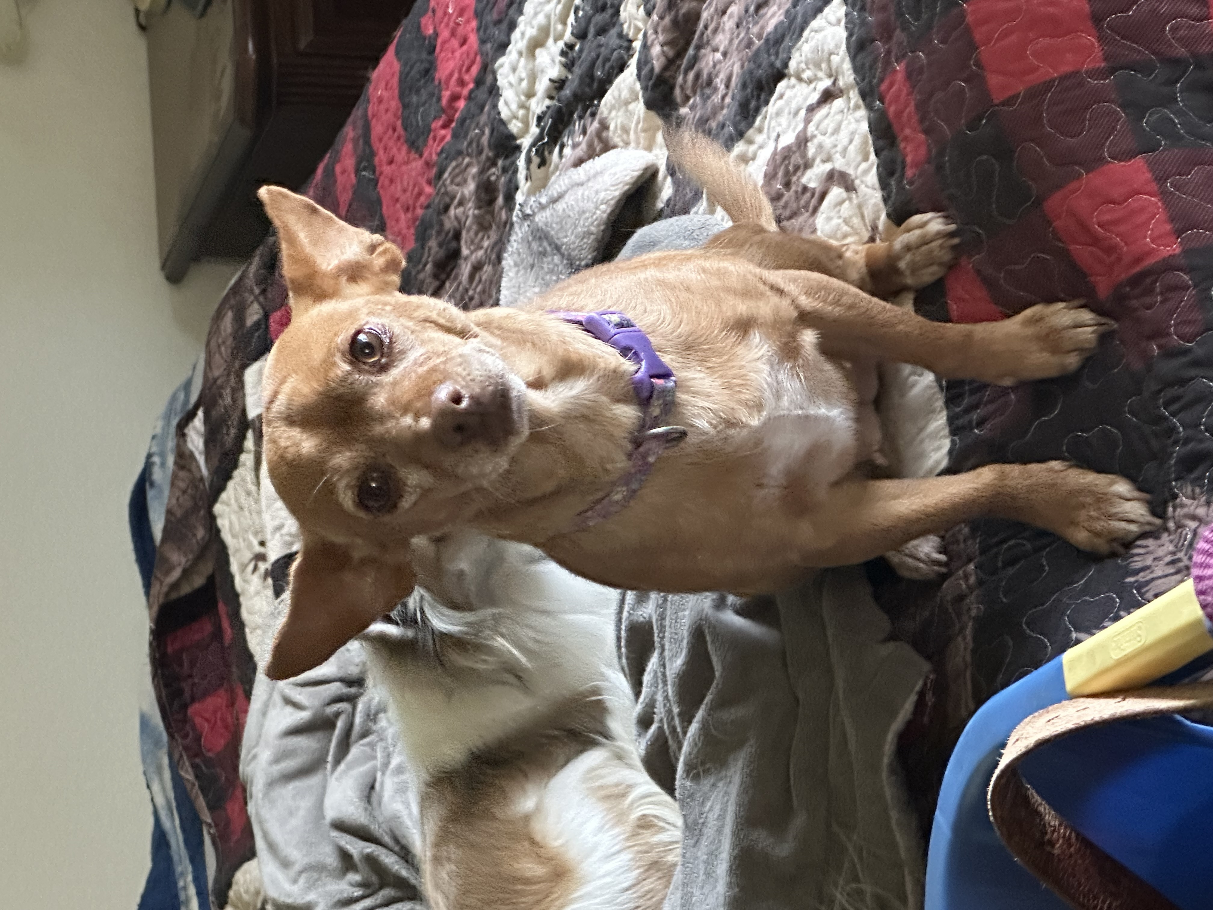 Enlarge Tesla, a Adoptable mixed breed in San Jose, CA image 2/2