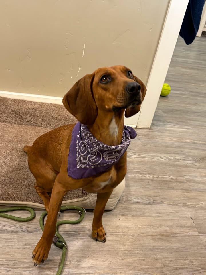 Enlarge Lady, a Adoptable Hound in Emmett, ID image 1/3