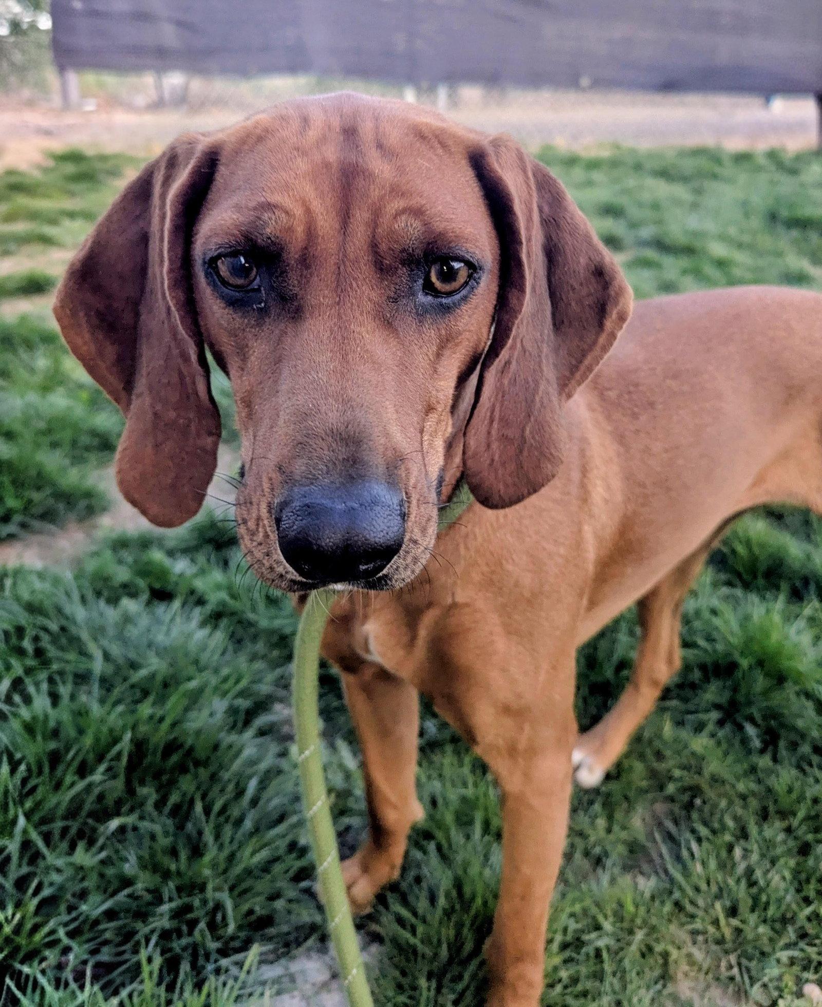 Enlarge Lady, a Adoptable Hound in Emmett, ID image 2/3