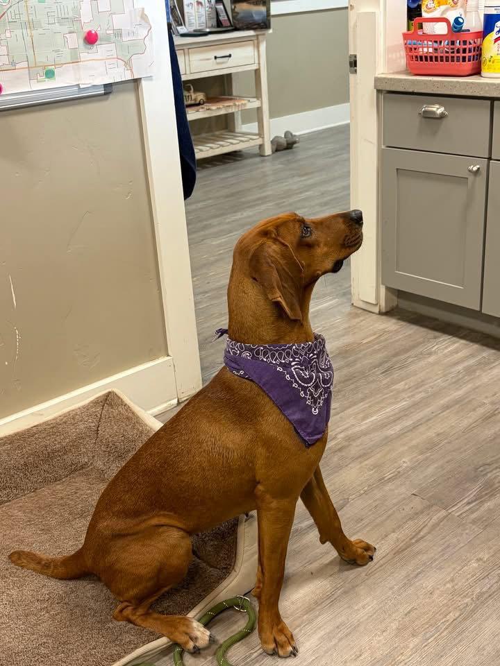 Enlarge Lady, a Adoptable Hound in Emmett, ID image 3/3