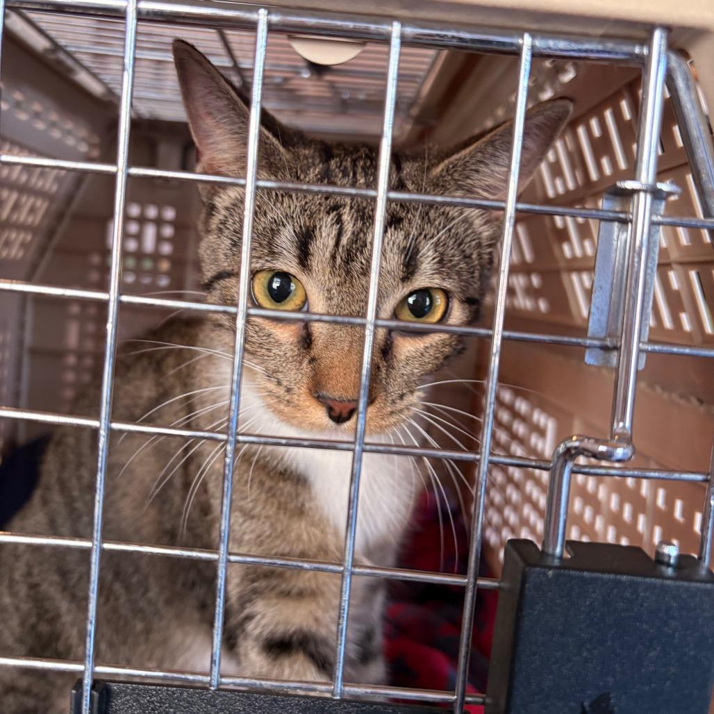 Enlarge Sadie, a Adoptable Domestic Short Hair in Hamilton, GA image 2/4