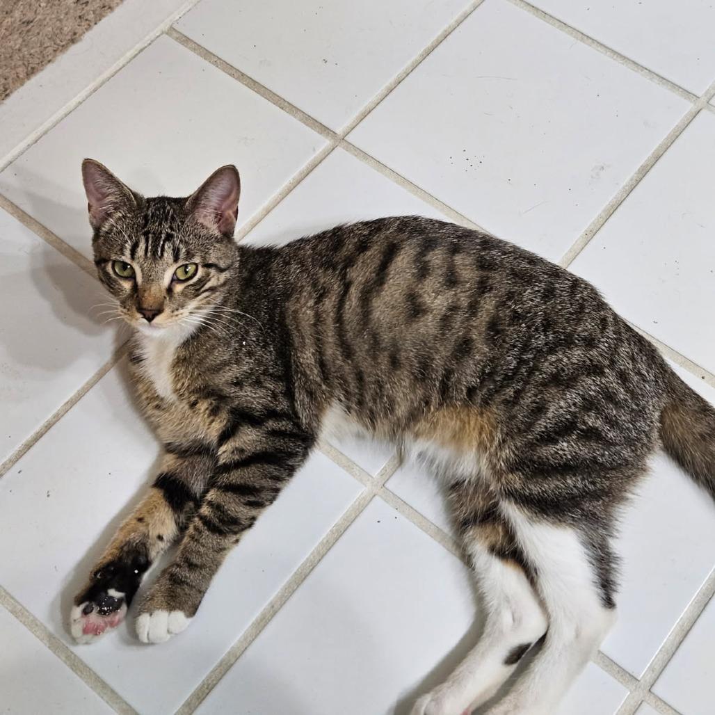 Enlarge Sadie, a Adoptable Domestic Short Hair in Hamilton, GA image 3/4