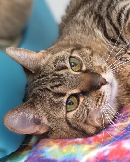 Lana (In Foster) — thumbnail 2