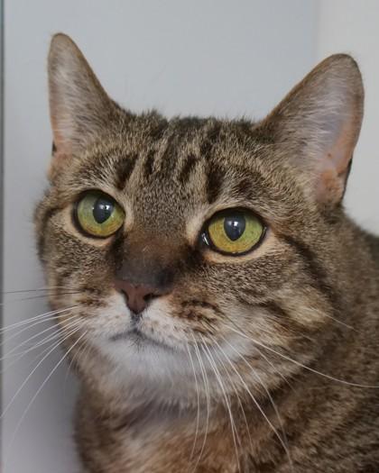 Lana (In Foster) — thumbnail 3