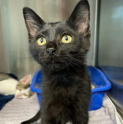 Enlarge Tabitha Twitchit, a Adoptable mixed breed in Tinley Park, IL image 2/2