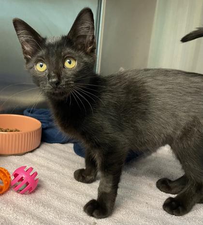 Tabitha Twitchit, Adoptable, Kitten Female Domestic Short Hair.