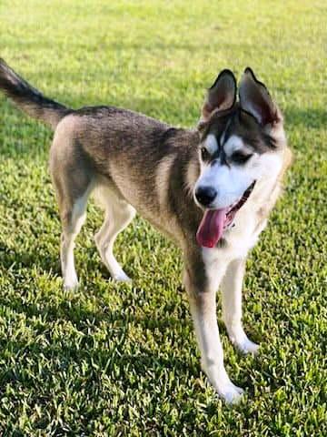 Enlarge Sammie, a Adoptable mixed breed in Metairie, LA image 4/5