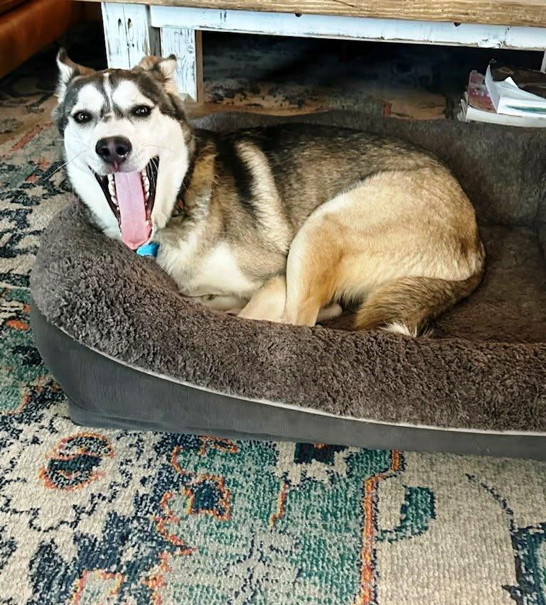 Enlarge Sammie, a Adoptable Husky in Metairie, LA image 6/6