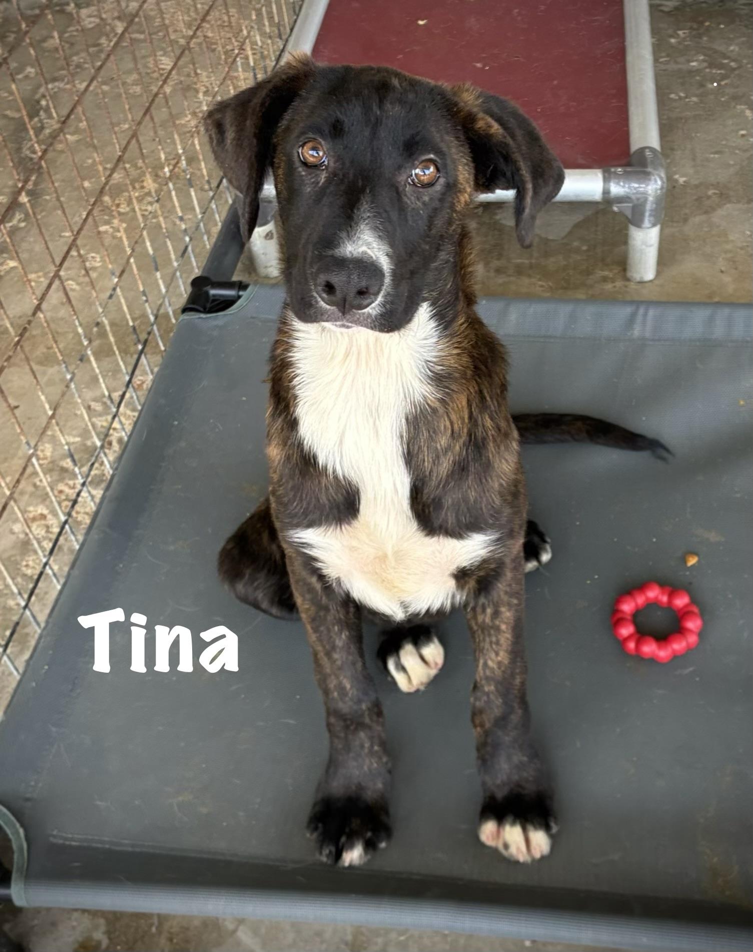 Tina, Adoptable, Young Female Hound.
