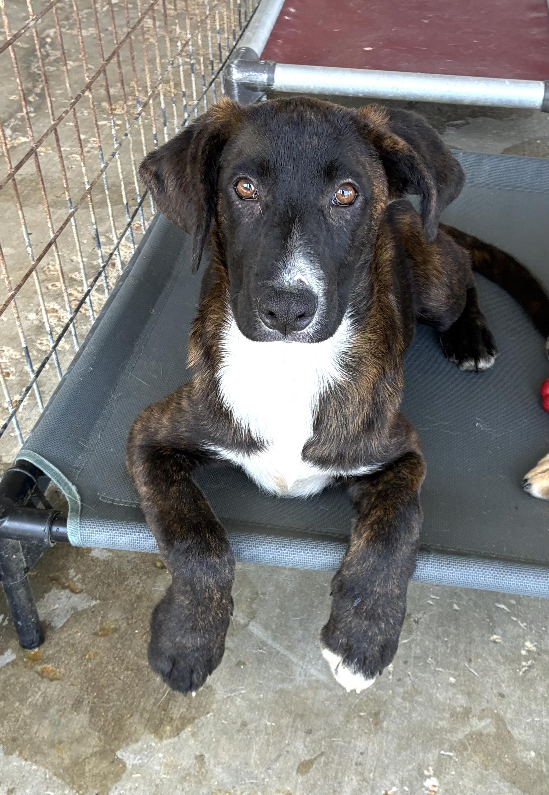 Tina, a Adoptable mixed breed in Senatobia, MS image 2/2