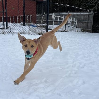 Jiminy Cricket, Adoptable, Adult Male Mixed Breed & Mixed Breed.