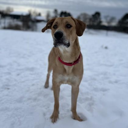 Jiminy Cricket, a Adoptable mixed breed in East Montpelier, VT image 2/2