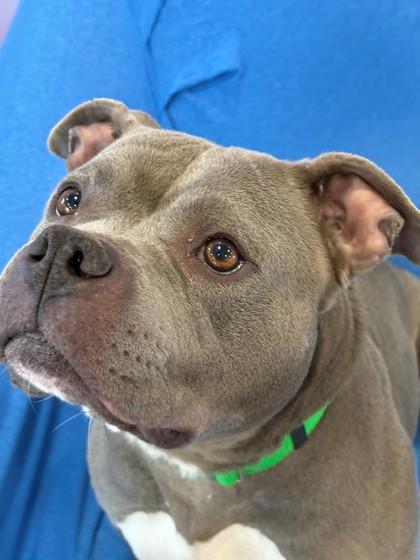 Skylar, a Adoptable American Staffordshire Terrier in Aurora, IL image 2/2