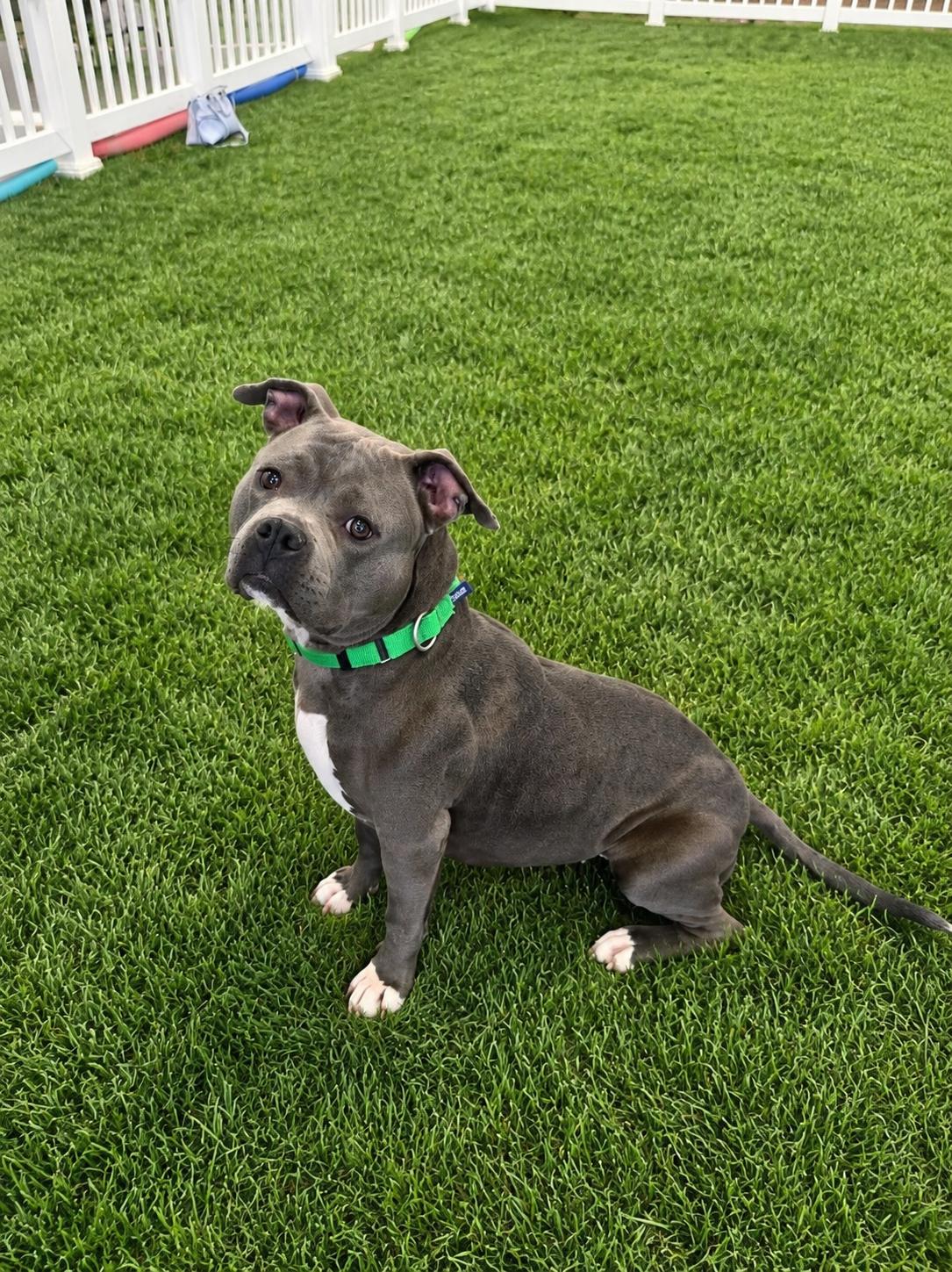 Skylar, a Adoptable American Staffordshire Terrier in Aurora, IL image 1/3