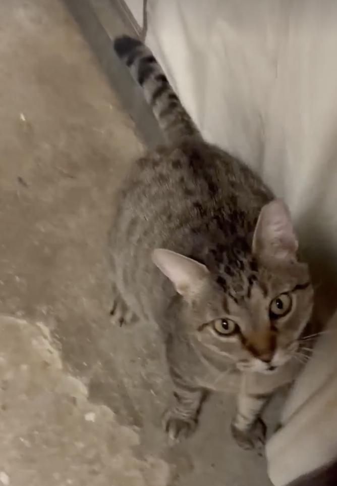 Sparkles, a Adoptable Tabby in Spring Hill, FL image 2/3