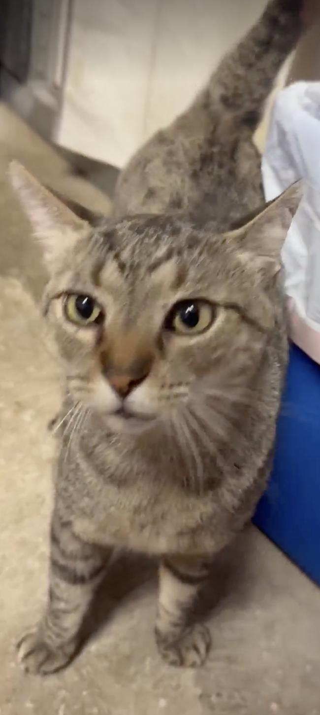 Sparkles, a Adoptable Tabby in Spring Hill, FL image 3/3