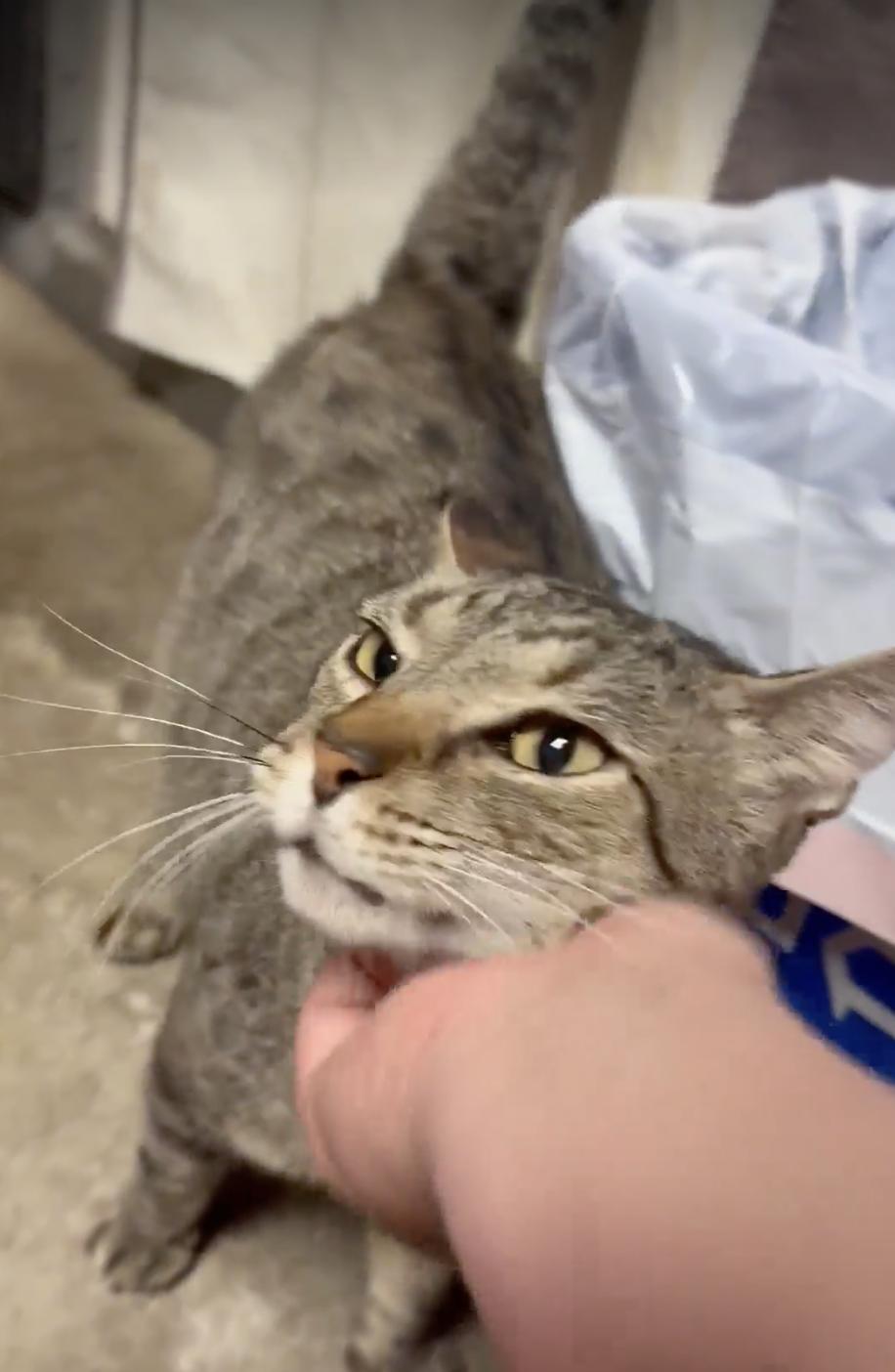 Sparkles, a Adoptable Tabby in Spring Hill, FL image 1/3