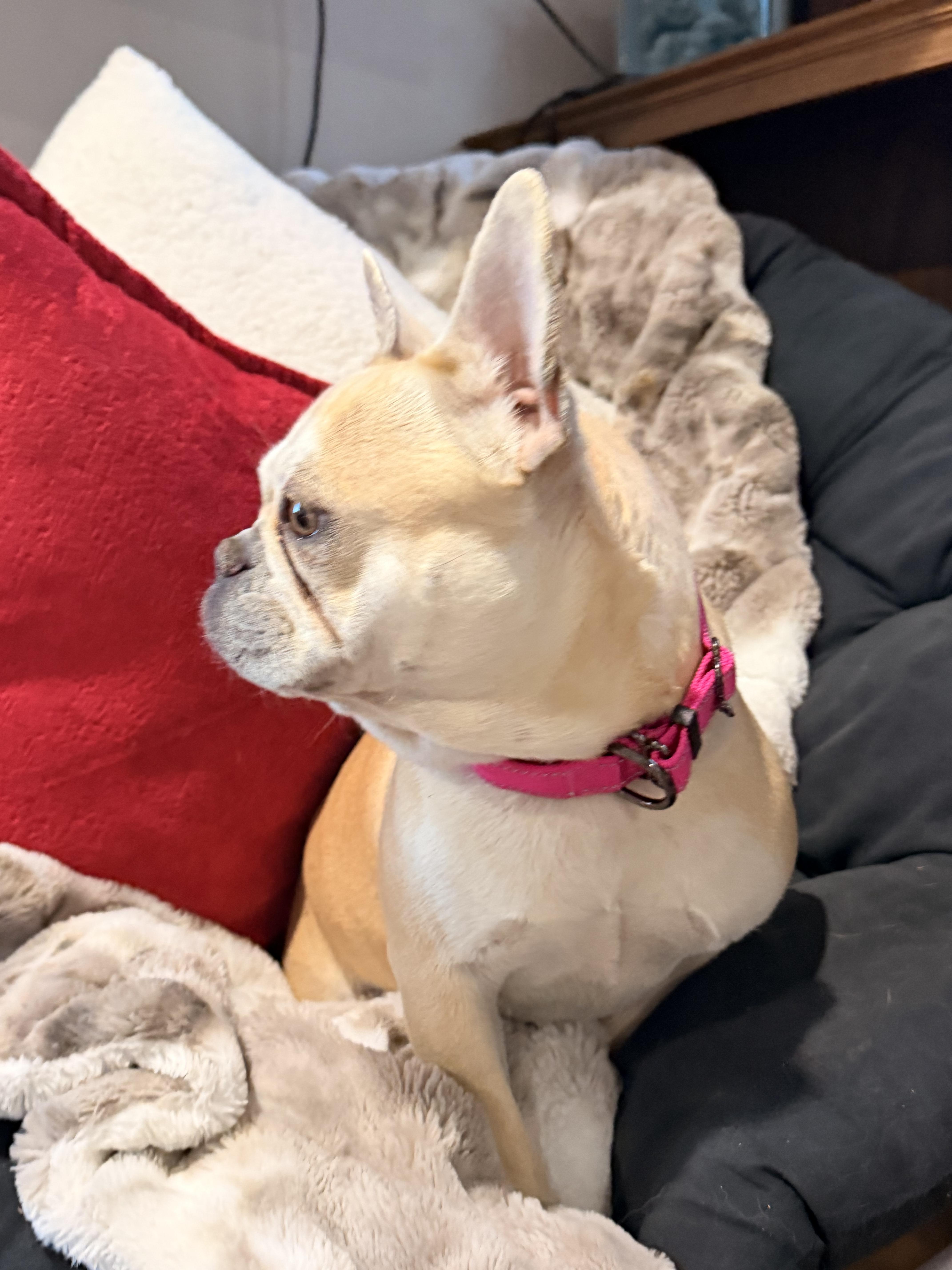 Cookie, adopted, Adult Female French Bulldog.