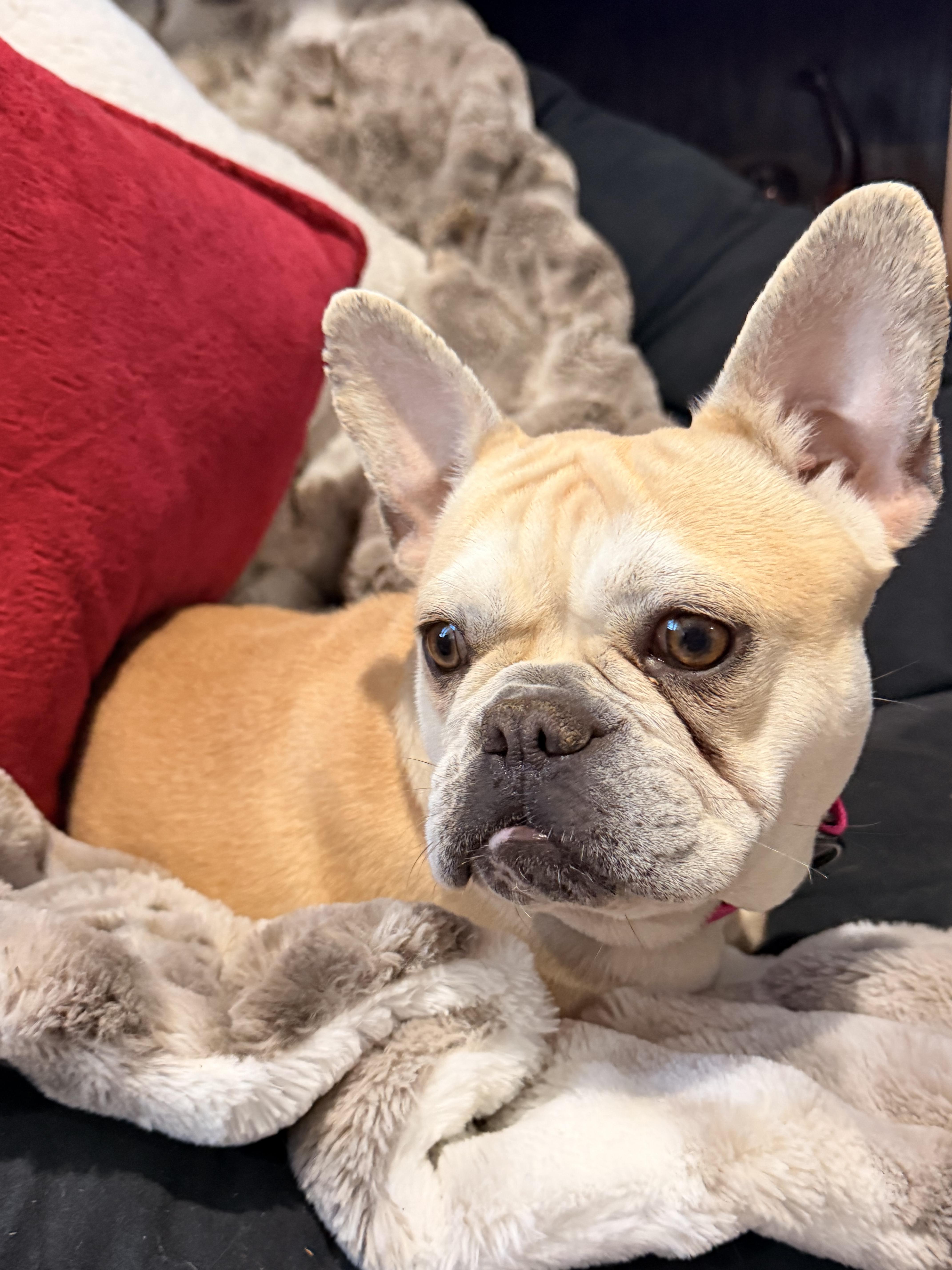 Enlarge Cookie, an adopted French Bulldog in North Freedom, WI image 2/2