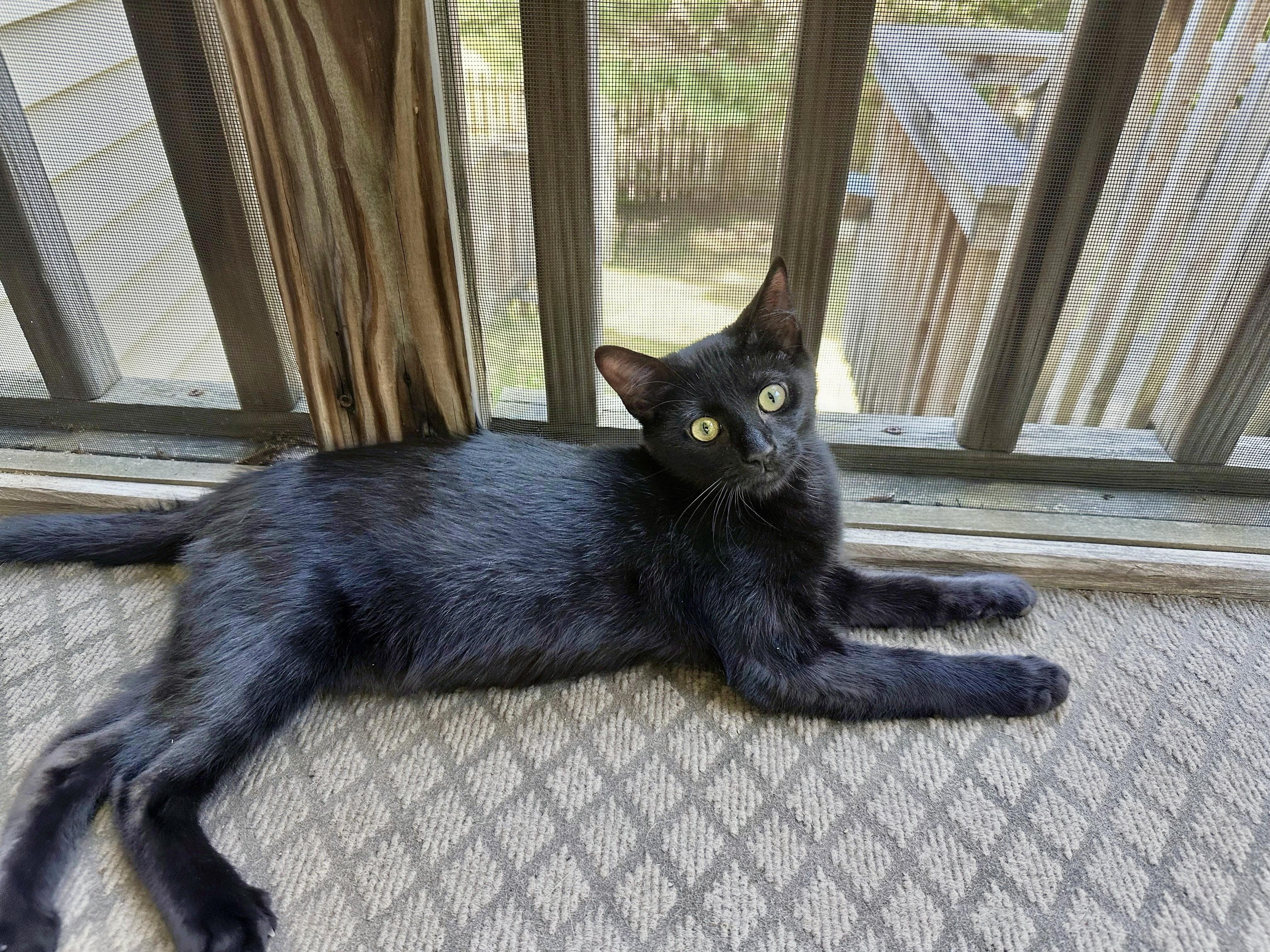 Enlarge Loulu, a Adoptable Domestic Short Hair in Apex, NC image 3/5