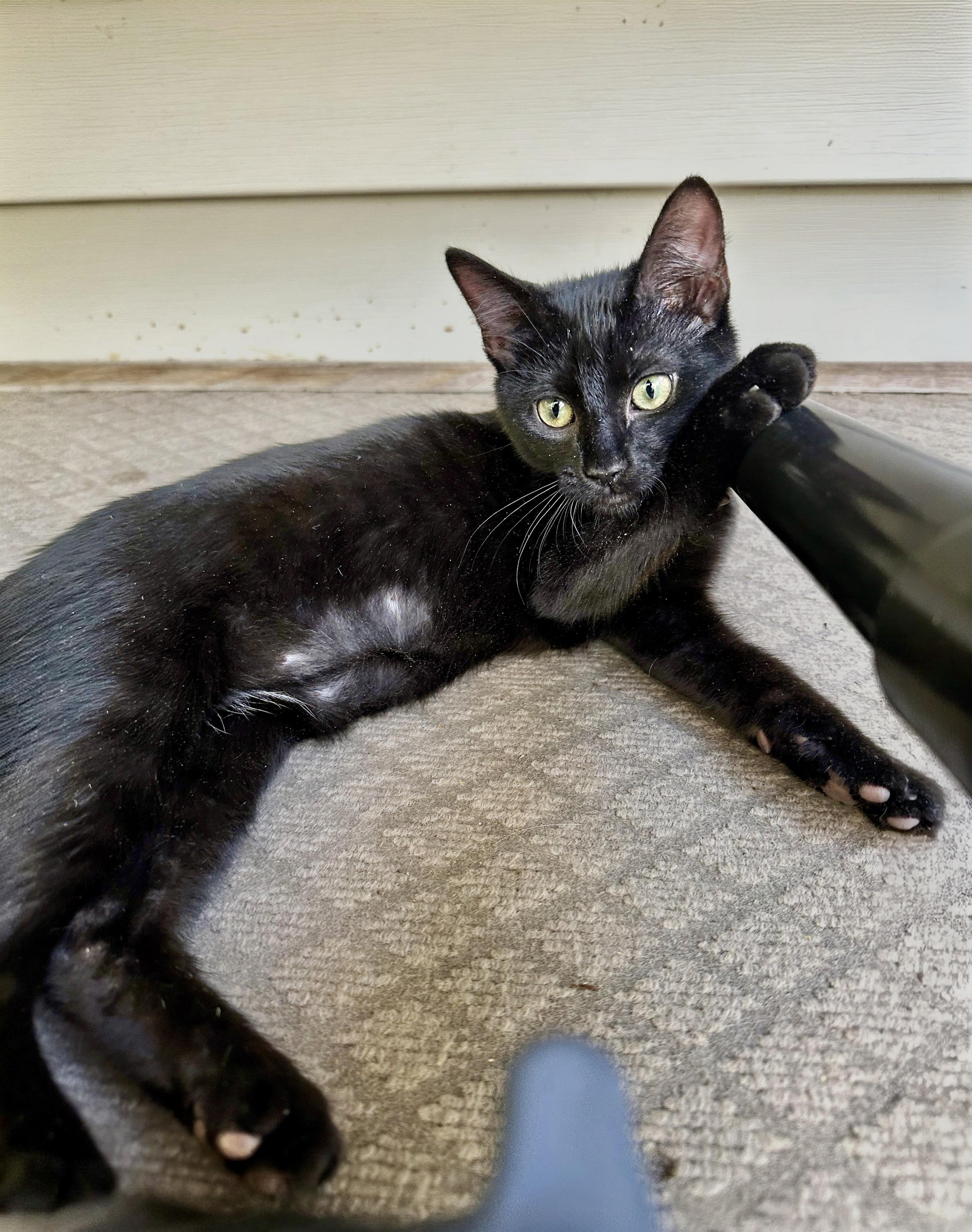 Enlarge Loulu, a Adoptable Domestic Short Hair in Apex, NC image 5/5
